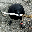crow_with_knife
